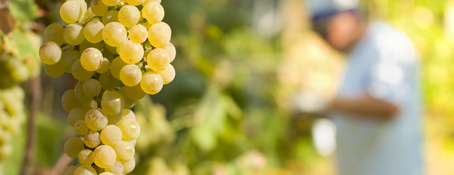 white grape harvest